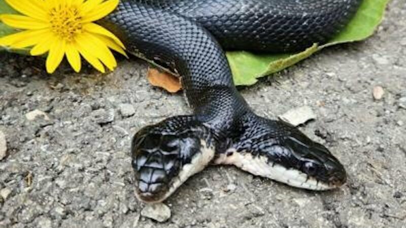 Rare Two-Headed Snake Survives Surgery—Still Has Two Heads Though