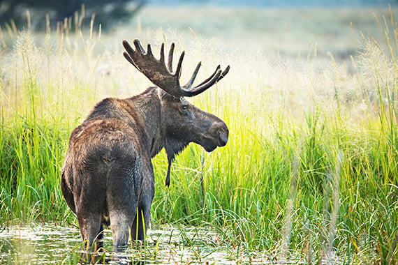 Resolution at Michigan United Conservation Clubs convention supports future Upper Peninsula moose hunt – Outdoor News