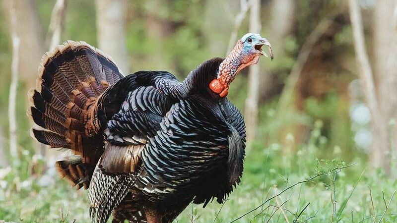 Revamped Illinois brood survey providing valuable information on turkeys – Outdoor News