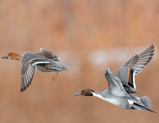 Simplifying duck identification using size and shape – Outdoor News