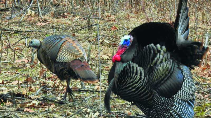 Small parcels can yield big results for gobblers – Outdoor News