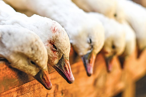 Snow geese making their way across North Dakota – Outdoor News