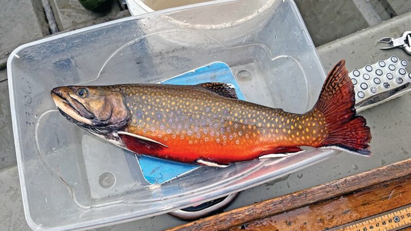Study shows Adirondack trout pond oxygen levels are dropping – Outdoor News