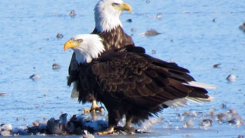 The journey of the majestic bald eagle, and where to find them in Iowa – Outdoor News