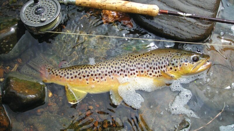 Try a size 14 Adams; no better dry fly in Pennsylvania’s early trout season – Outdoor News