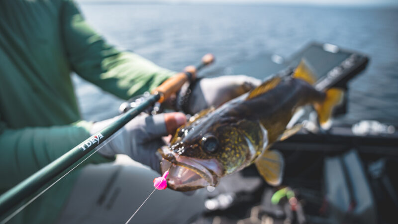 University of Wisconsin study shows walleyes struggle with changes to spring thaw – Outdoor News