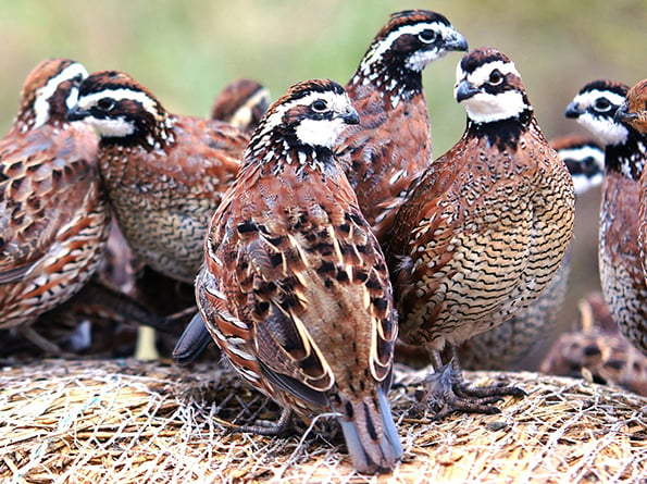 USDA launches new quail conservation pilot project in Illinois – Outdoor News