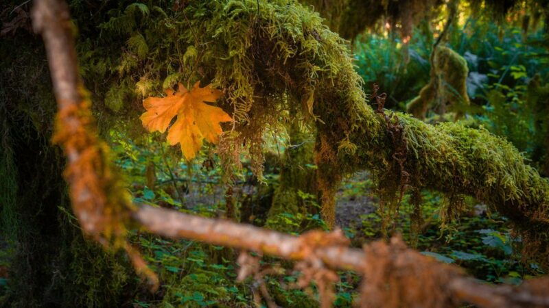 Visit These 5 Incredible U.S. Forests in 2024