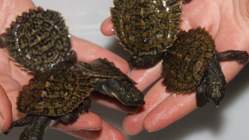 WATCH: Baby ‘Ninja Turtles’ Being Released Will Make Your Day