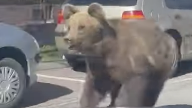 WATCH: Brown Bear Charges Through Slovakian Town