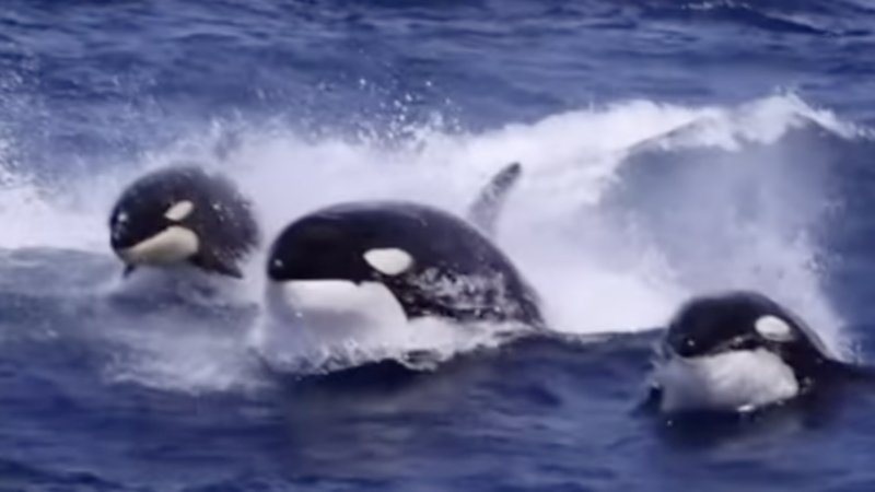 WATCH: Orcas Fight Sperm Whales Off Australian Coast
