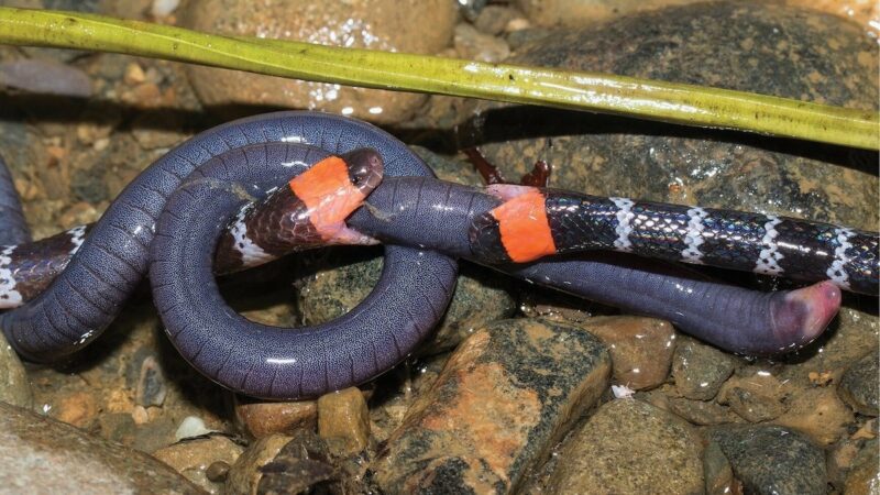 WATCH: Two Coral Snakes Tug-of-War Over Limbless Creature