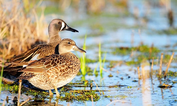 Wetlands and Small Stream Protection Act proposed in Illinois – Outdoor News