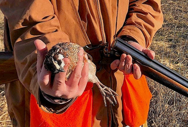 Wild bobwhite quail return to Pennsylvania, but hunting is a long way off – Outdoor News