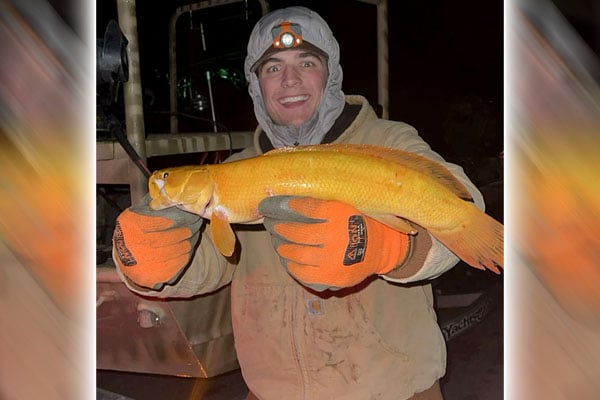 Wisconsin bowfisherman harvests extremely rare golden bowfin – Outdoor News