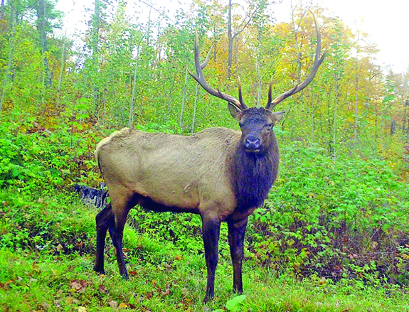 Wisconsin’s Jackson County may see first bull elk season this fall – Outdoor News