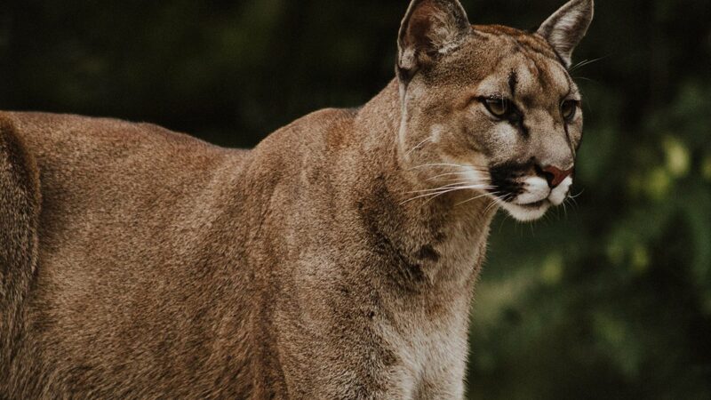 ‘Aggressive’ Mountain Lion Killed in Oregon Backyard