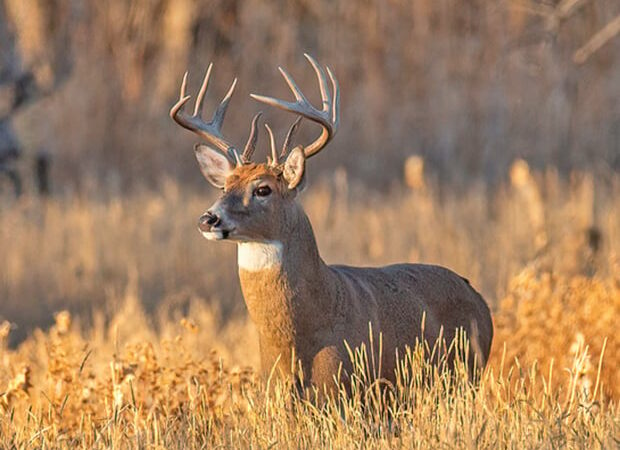 Annual spring wildlife spotlight survey underway in Iowa – Outdoor News
