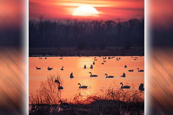 Backyard and Beyond: Tundra swans at sunset – Outdoor News