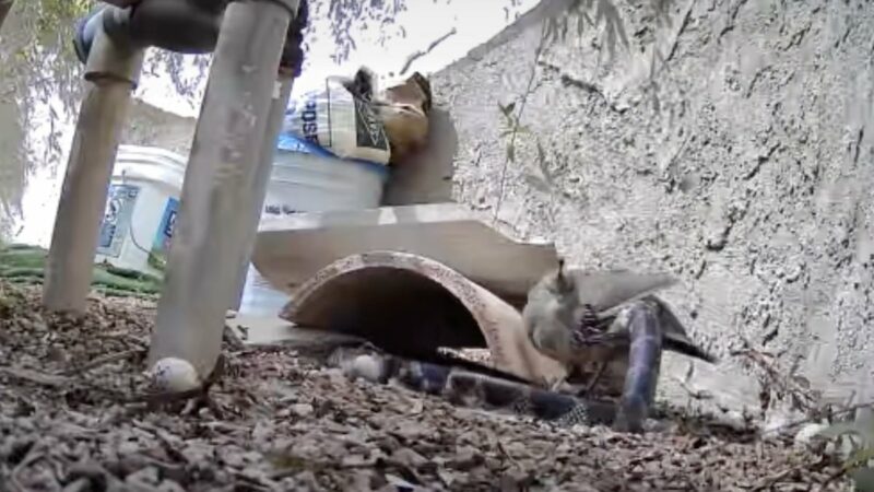 Bad*ss Quail Goes Head to Head With Snakes to Defend Her Nest