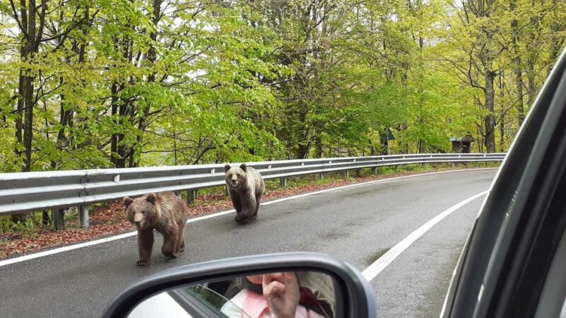 Bear Selfie Gone Bad: Bear Bites Tourist Through Car Window