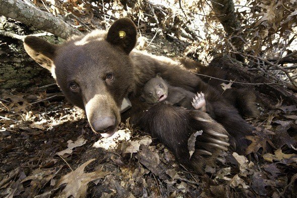 Bears Are Waking up from Hibernation, and They’re Hungry