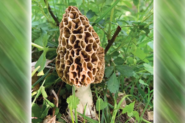 Beware of contamination in Pennsylvania morel mushrooms – Outdoor News