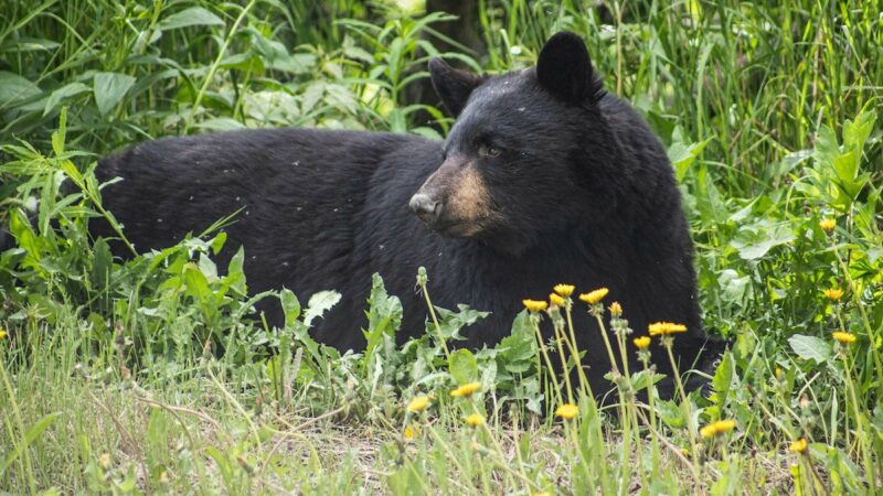 Black Bear Euthanized After Humans Intentionally and Repeatedly Fed It