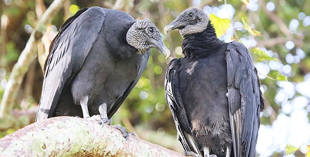 Black vulture depredation permit allows taking of 3 birds for applicants approved in Illinois – Outdoor News