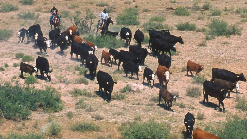 Calling All Cowboys: Valles Caldera Needs a Cattle Wrangler