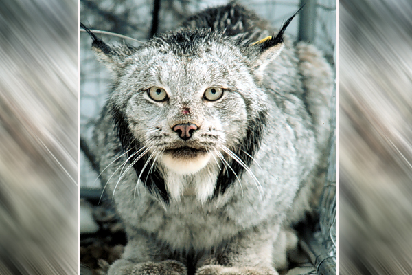 Canada Lynx are thriving in Minnesota’s Arrowhead…for now – Outdoor News