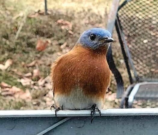 Christine Thomas: A bluebird (nest box) day at the little cabin – Outdoor News