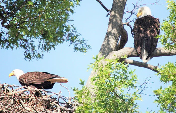 Commentary: Winter was tough on the southern Illinois bald eagle population – Outdoor News