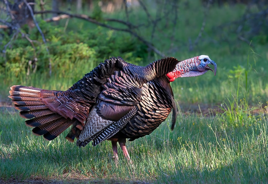 Cool, wet weather does not dampen turkey hunting as Minnesotans blow past season ‘A’ harvest