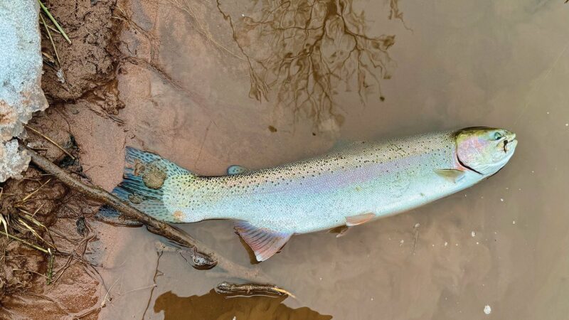 Dave Zeug: A delayed opener on Wisconsin’s Brule River was good for this winter-weary angler – Outdoor News
