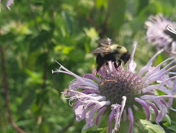 DNR and Iowa State University partnering with national nonprofit in effort to conserve Iowa’s pollinators – Outdoor News