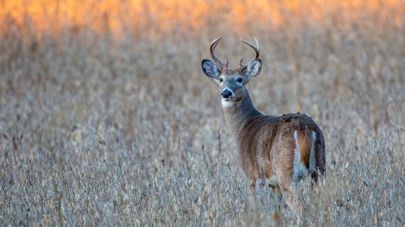 First positive case of chronic wasting disease found in Indiana wild deer – Outdoor News
