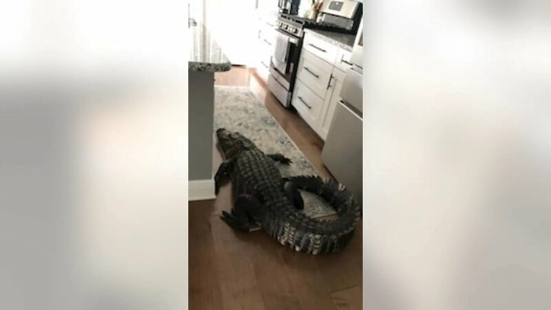 Florida House Guest: 8-Foot Alligator Breaks Into Lady’s House