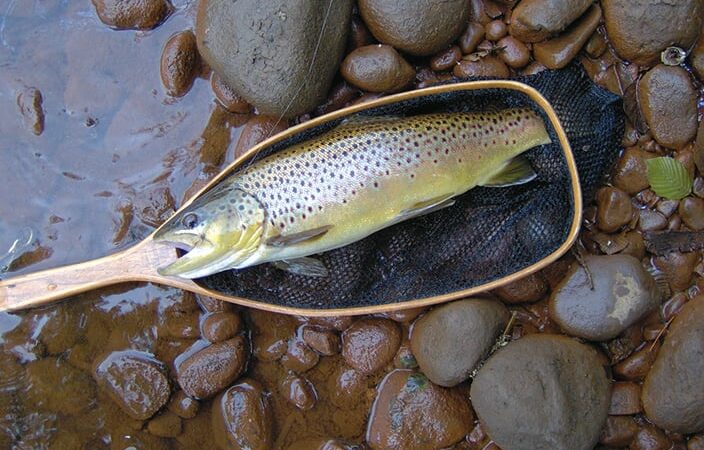 Four trout waters to try in northeast Pennsylvania this year – Outdoor News