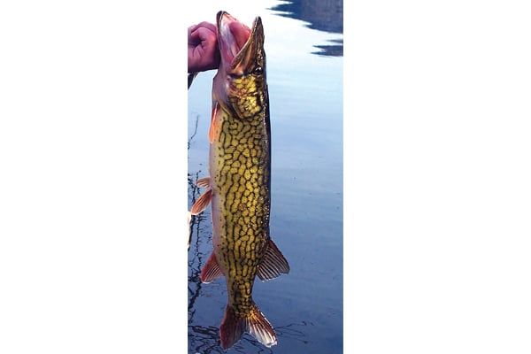 Freddie McKnight: Pennsylvania’s least-pressured gamefish, the chain pickerel, plenty fun to catch – Outdoor News