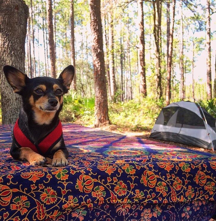 Chihuahua sitting on patterned picnic table with tent and trees in background 