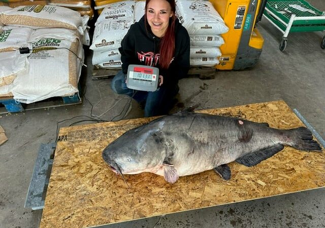 Giant blue catfish becomes an official record in Ohio – Outdoor News