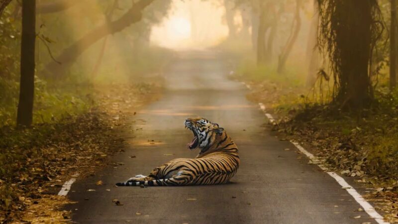 Gorgeous Tiger Photos Show These Big Cats in a New Light