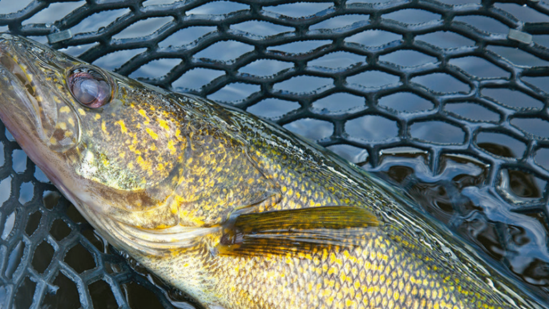 If you’re fishing one of Minnesota’s ‘Great Eight’ walleye-fishing destinations this spring, here’s what to know – Outdoor News