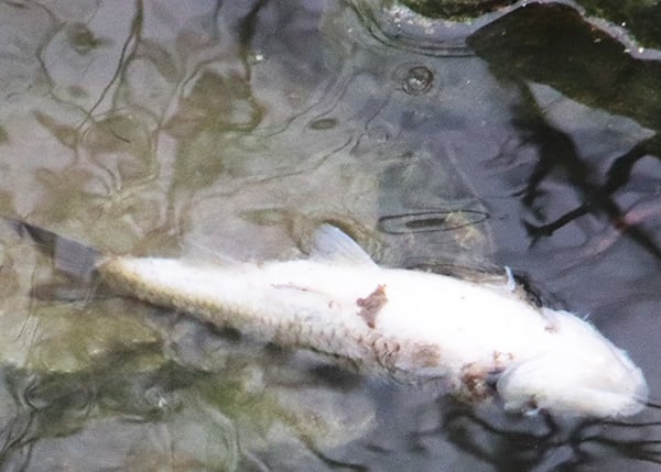 Illinois DNR, EPA investigating a massive fish kill near McLean-Livingston county line – Outdoor News