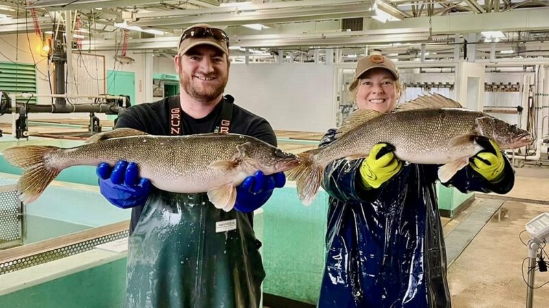 Iowa hatcheries collect 200 million walleye eggs to boost stocking with ideal netting conditions this year – Outdoor News