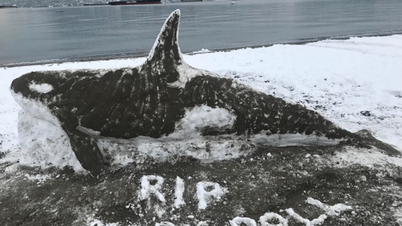 Life-size Orca Sculpture Wows Vancouver, But Internet Has Doubts