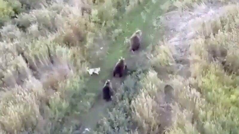 Lost Husky Tries to Join a Family of Kamchatka Brown Bears in Russia