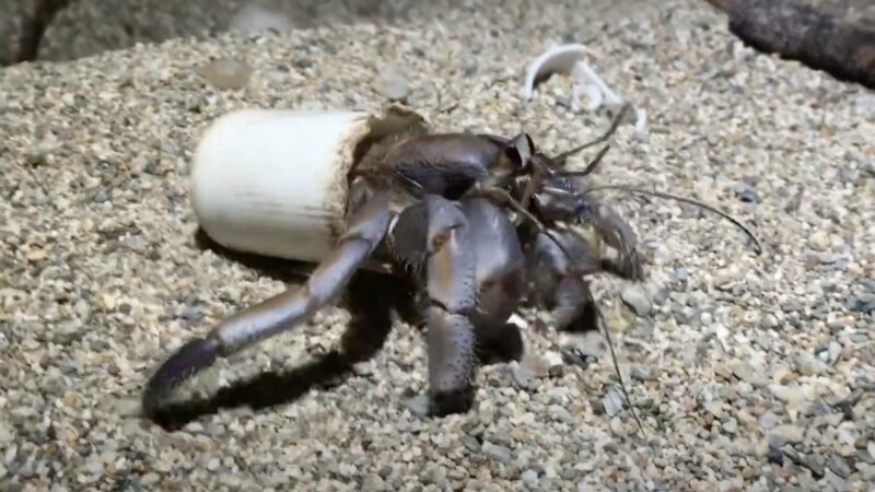 Man Took Action After Finding Hermit Crabs Living in Plastic Trash