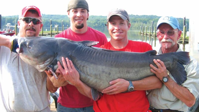 Maryland blue catfish record has stood 12 years, DNR hopes anglers try to break it to help ecosystems – Outdoor News